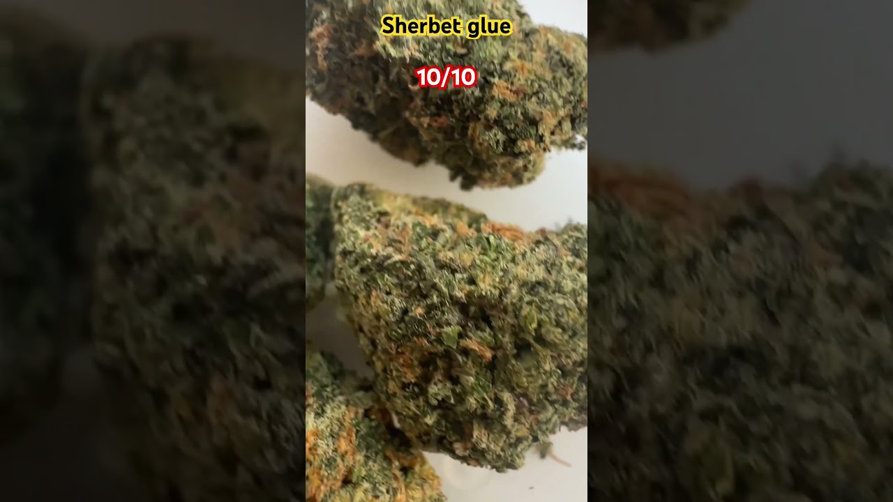 SHERBET GLUE 