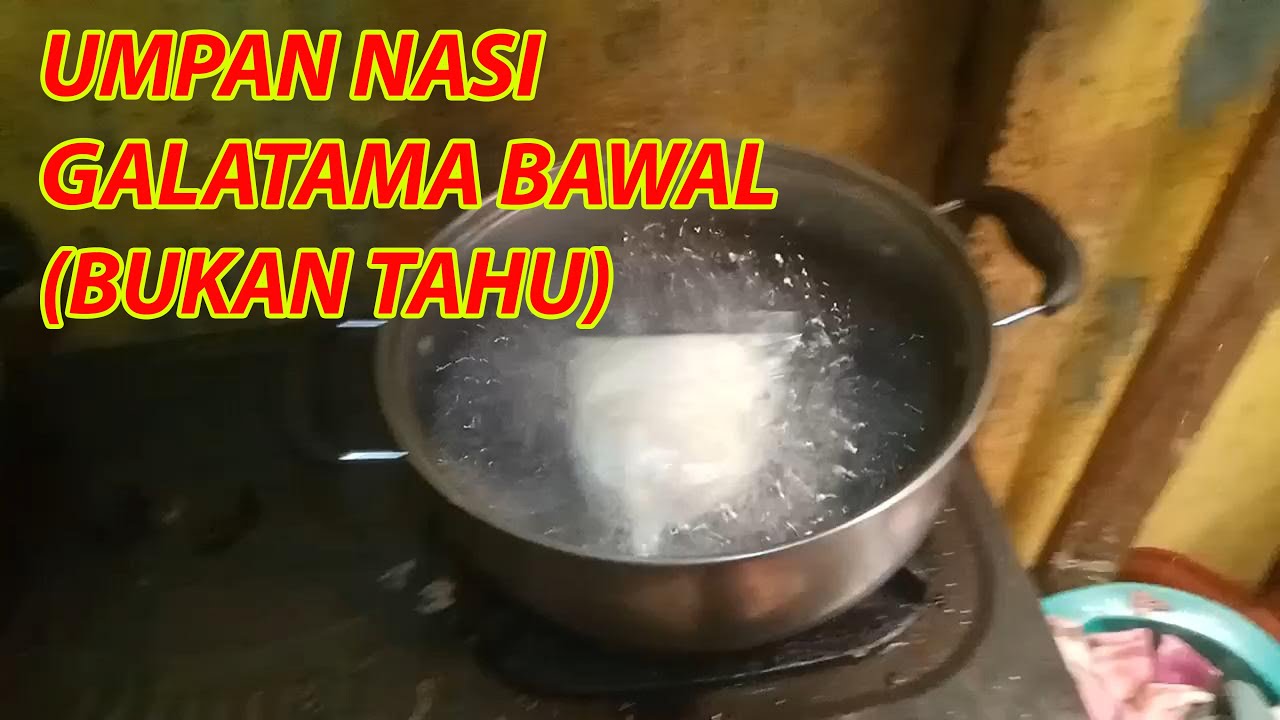 cara membuat umpan nasi bejek untuk galatama bawal