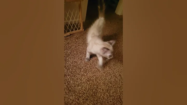 meet the kittens olive and blue