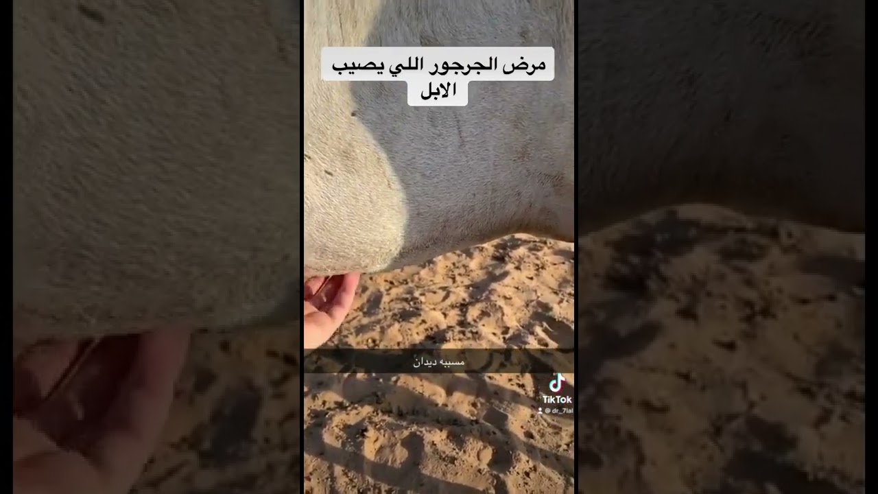 مرض ابو جرجور اللي يصيب الابل وعلاجه مع الدكتور مالك