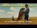 A Dog's purpose (2017) movie explained in malayalam||feel good movie ||emotional