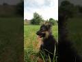 🐶 Day 24: The Cutest German Shepherd Puppy Explores the Farm! 🌾 | KARUPPAN&CO #karuppan