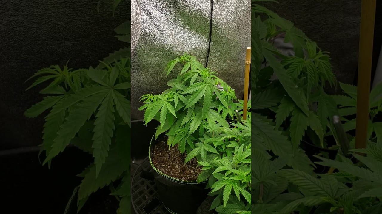 Tsw2000 update/ fast buds gelato auto ,Sonoma seeds purple kush update