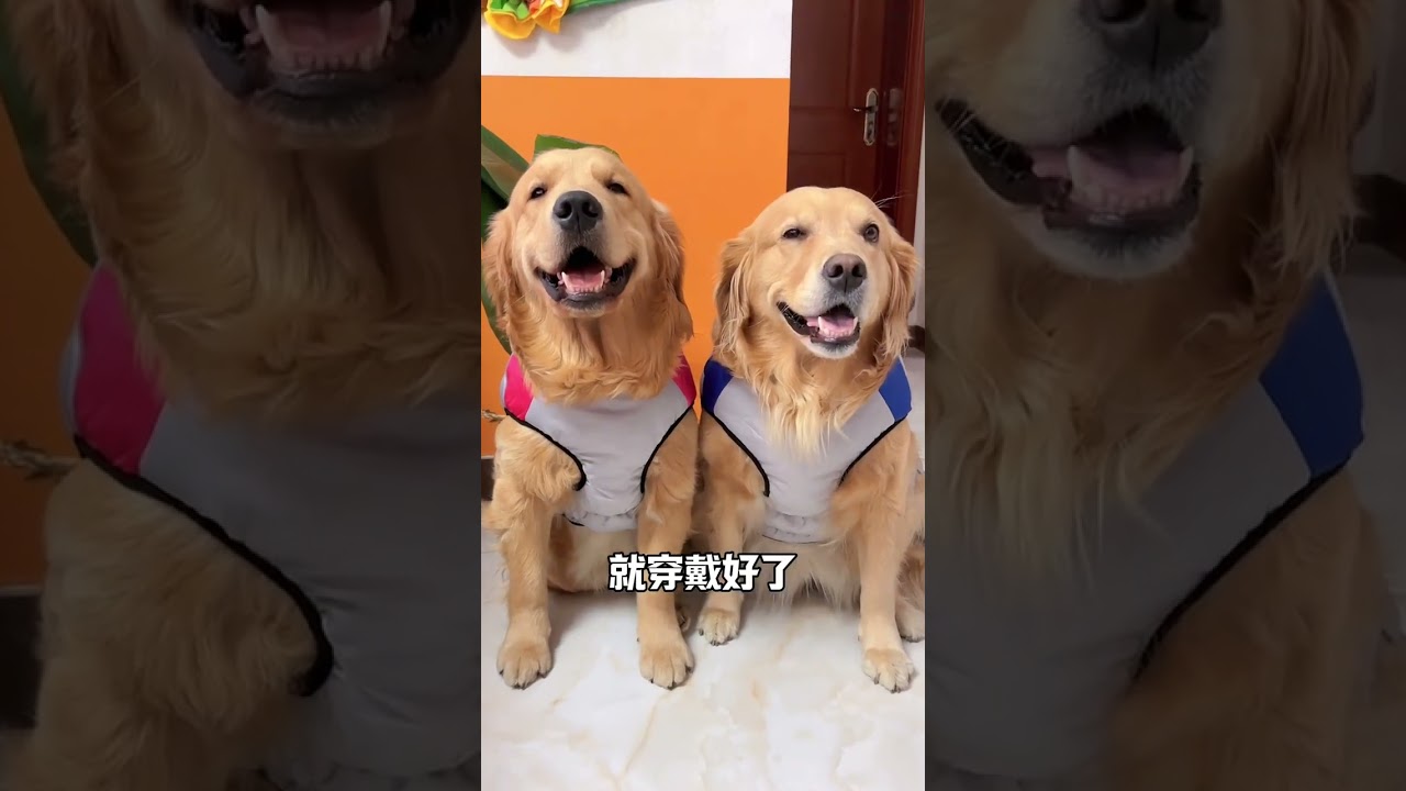 Собаки на севере благословлены. Этот зимний хлопковый плащ для собак устойчив к ветру и снегу, тепл