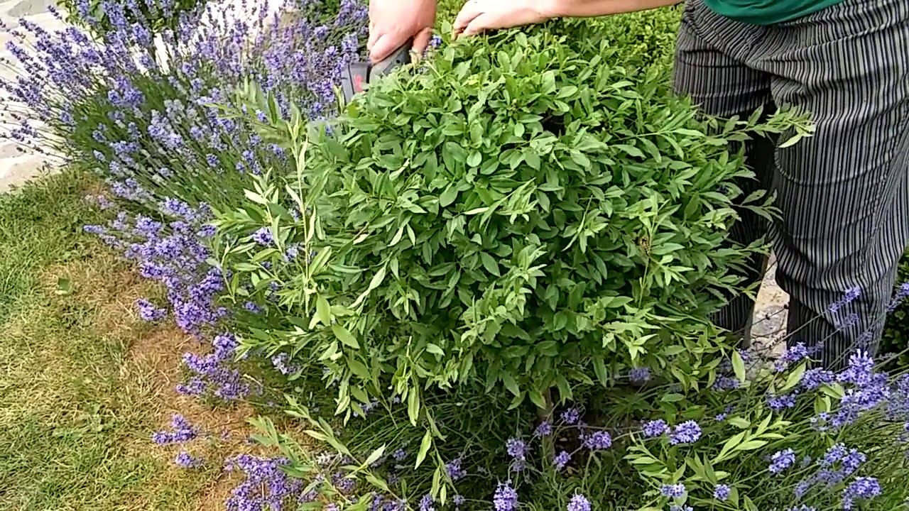 Ligustro „šukuosena“