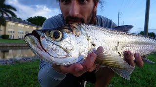 How to catch freshwater Tarpon in Naples Florida