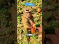 СЕКРЕТНОЕ ОРУЖИЕ ФЕРМЕРА