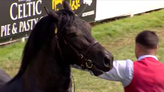 Cobiau Cymreig - Ebol Dwyflwydd | Welsh Cobs - Colt 2 yr old