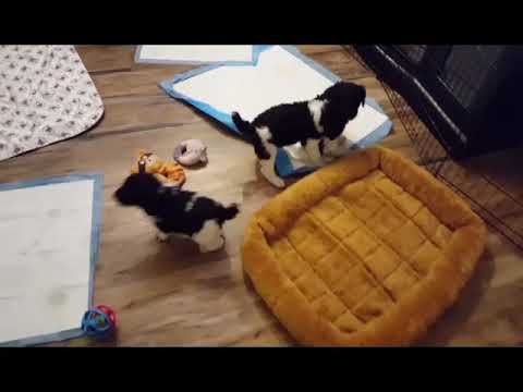 My puppies took over the house! - YouTube