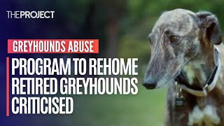 Rescue Groups Say Program To Rehome Retired Greyhounds Doesn't Work