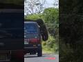 Wild Elephant Stops Traffic #viral #wildlife #elephant #animals #viralvideo #foryou #travel #shorts