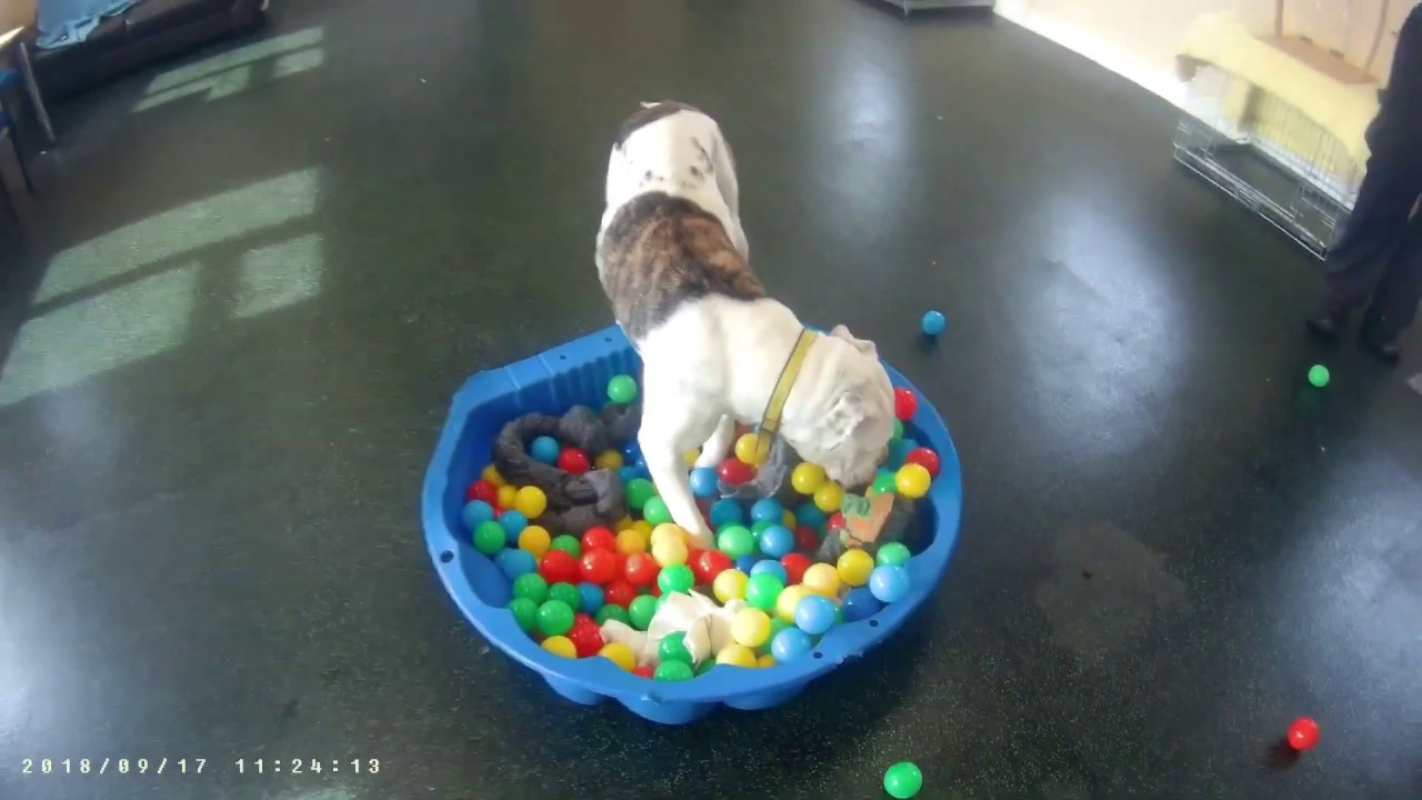 wales wisconsin Dogs Trust Evesham - Lexi