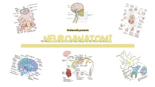 🧠 Pahami Neuroanatomi dalam 15 Menit! | Belajar Otak & Sistem Saraf dengan Mudah 🔍