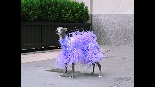 Italian greyhound goes to New York Fashion Week! @tikatheiggy