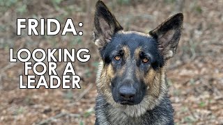 ADOPTED! 2yo German Shepherd to be Euthanized for Aggression Found a New Leader by Dogmata 1,603 views 2 months ago 10 minutes, 3 seconds