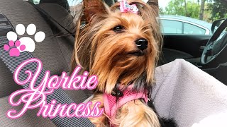 YORKSHIRE TERRIER Princess | Vlog daily life activities