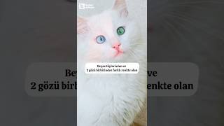 Ankara Kedi̇si̇ni̇n Avrupada Ünlü Olduğunu Bi̇li̇yor Muydunuz ? ⚽️ Şfet Resimi