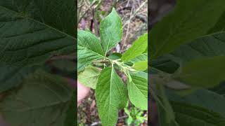Native American Beauty Berry VS INVASIVE China Berry