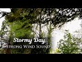 Relaxing Wind Sounds, Swaying Trees, Rumbling Leaves | Natural White Noise for Sleeping (1 Hour)