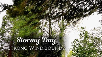 Relaxing Wind Sounds, Swaying Trees, Rumbling Leaves | Natural White Noise for Sleeping (1 Hour)