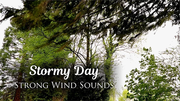 Relaxing Wind Sounds, Swaying Trees, Rumbling Leaves | Natural White Noise for Sleeping (1 Hour)