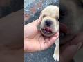 Pretty little baby✨❤️ #jacks#viral #doglover#labrador #shorts#youtubeshorts #bestfeed