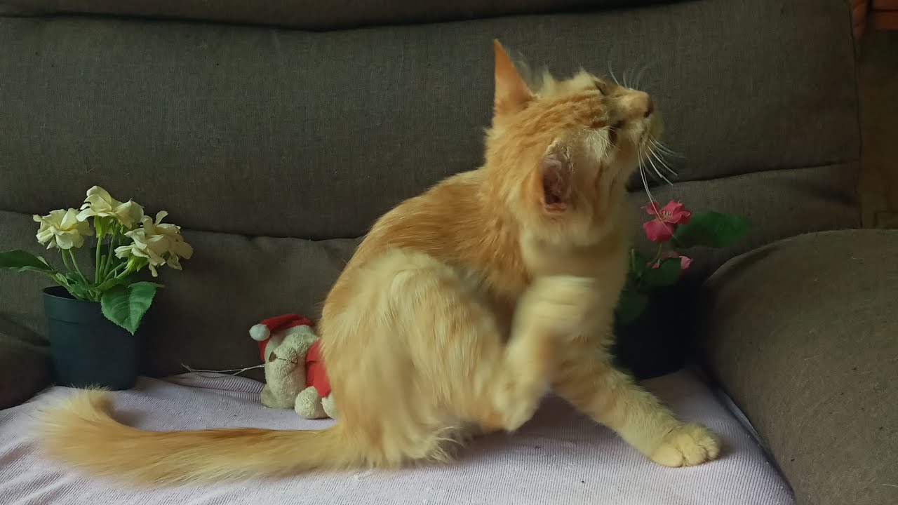 Time Machine Cats !!!! Longest Daily Cat's Story