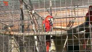 Download Lagu NA ŠPACÍRU - PAPOUŠČÍ ZOO BOŠOVICE MP3