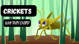 Why Crickets Chirp The Interesting Story Of Chirpy The Cricket Bedtime Story story cbc
