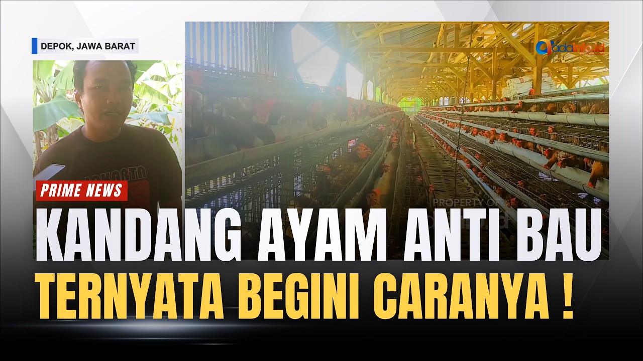 Bisnis Ayam Petelur Kian Dilirik, Begini Cara Bikin Kandang Tidak Bau