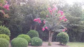pink velour crape myrtle