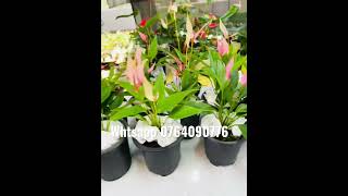 Whtsapp 0764090776 #plants #anthuriumlovers