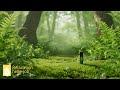 【ととのう音の森】静寂の森林浴～疲れた心と体に効くせせらぎ×ピアノ×深呼吸60分｜Original Relaxation Music Video★188