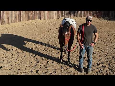 Horse Buying 101: Settling In Period & Your Expectations | Lazy Oaks Ranch
