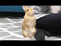 今疲れている方に見ていただきたい動画