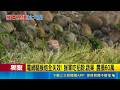 猴王帶頭比野狗凶? 噴氣狂叫挑釁騎士  電網驅猴炮全失效! 猴軍吃稻穀.蔬果 農損60萬｜三立新聞LIVE