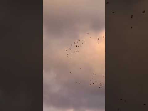 الضحى من صنع من Quran اكسبلور Ali Qabeel لايك النقشبندي نصر الدين طوبار