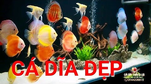 Cá Dĩa Đẹp Các Loại Giảm Giá 30% | Cá Dĩa Thắng Lợi