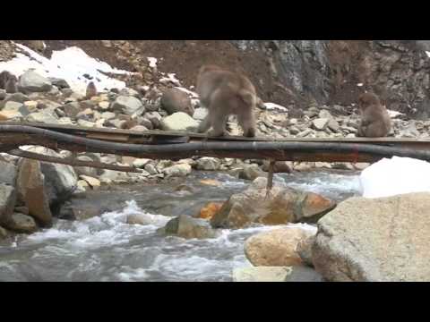 Video: So Besuchen Sie Japans Schneeaffen: Jigokudani Monkey Park