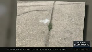 Sacramento woman stuck with $4,000 bill to fix sidewalk in front of her home
