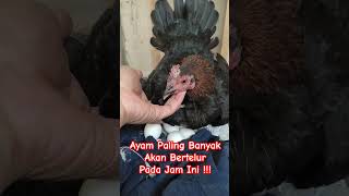 Jam Berapa Ayam Betina Biasanya Bertelur? #shorts