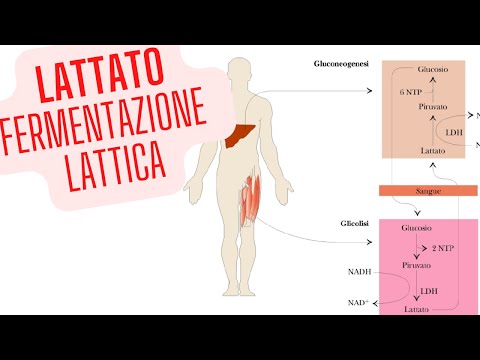 Video: Nella fermentazione lattica quali sono i prodotti?