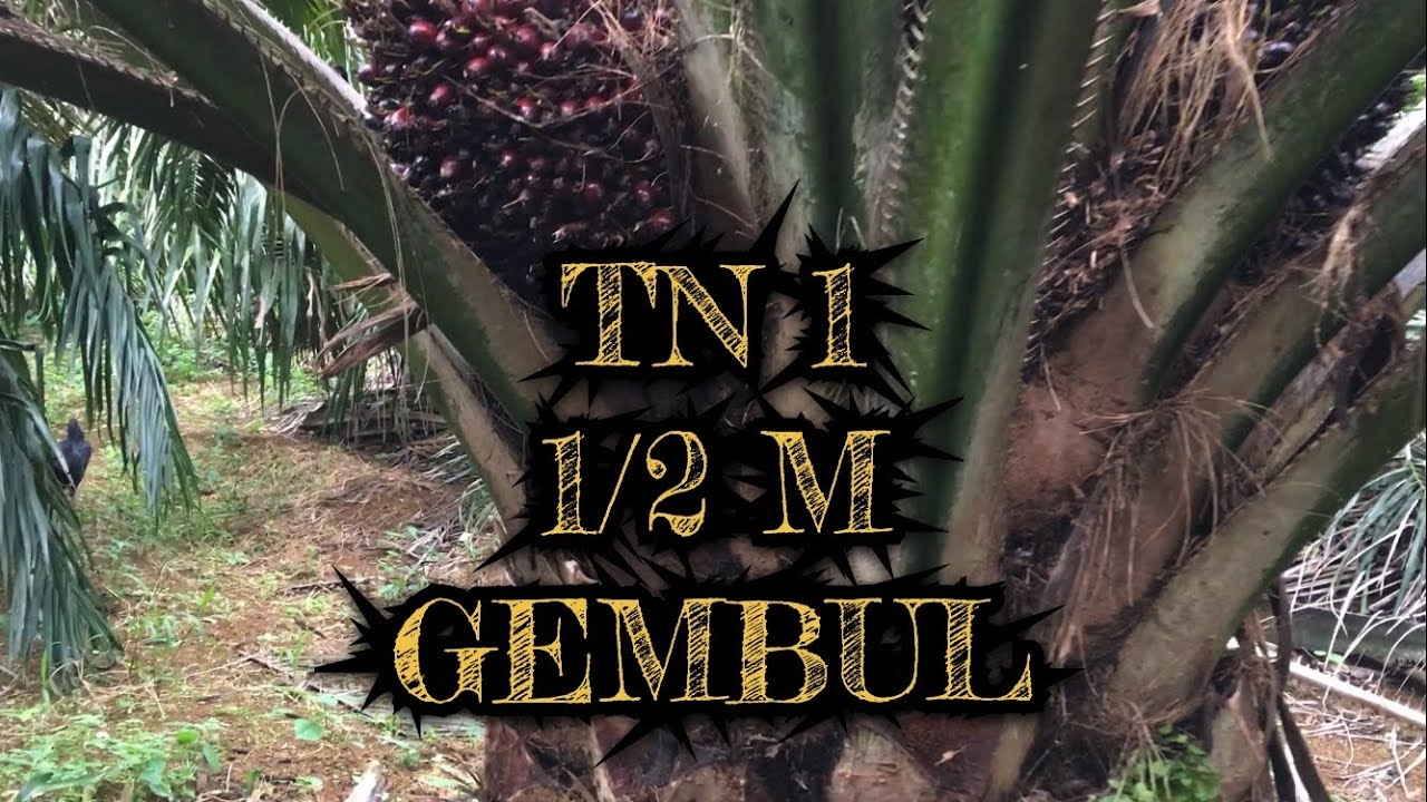 ADA 2 3 BAHKAN SAMPAI 4 TANDAN DALAM 1 POHON KELAPA SAWIT VARIETAS TN 1 MERAH MERONA MENGGODA #VLOG
