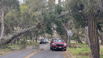 VIDEO | Severe winds, rain topple trees across central California coast