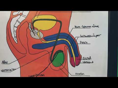 Video: Männliche Fortpflanzungsorgane Anatomie & Funktionen - Körperkarten