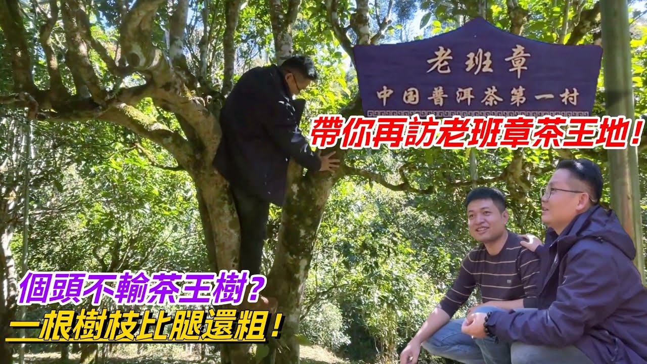 個頭不輸茶王樹？一根樹枝比腿還粗！帶你再訪老班章茶王地！购茶请加微信/赖line：HDLG003#普洱茶#古树茶#老班章#古树茶#茶#茶叶 ...
