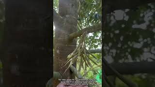 What Stages Does a Durian Go Through Before Maturity?