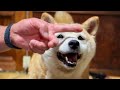 ママだけ特別 Only Mama Can Rub Kuu’s Belly