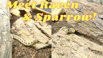 Meet Raven and Sparrow / Setting Up a Bioactive Enclosure for Baby Garter Snakes!