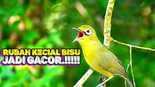 KECIAL KUNING CIAK \u0026 JOS MERUBAH KECIAL BISU JADI GACOR!!! || Lombok Sasak tv